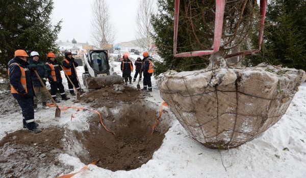 Более 14 тыс. деревьев высажено на территориях столичных новостроек в этом году
