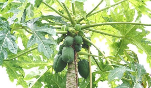 Папайю разыграют в честь Нового года в "Аптекарском огороде" с 19 по 22 декабря