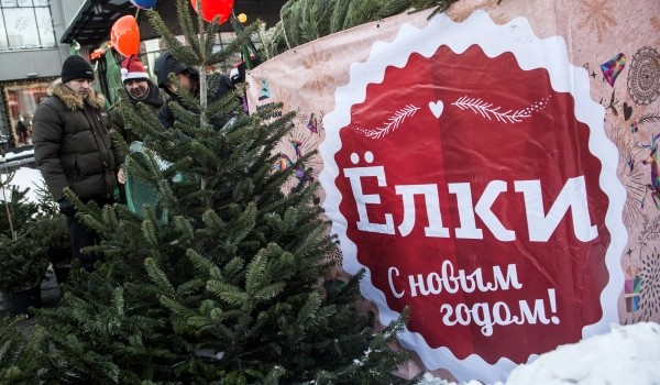 Стоимость живых новогодних елок в городе составит от 600 рублей за 1 метр