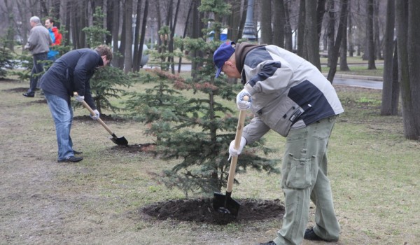 За 6 лет в парках, на улицах и природных территориях Москвы  было высажено около 4 млн зеленых насаждений