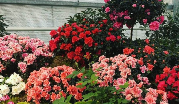 Выставку азалий и мхов в "Аптекарском огороде" продлили до 22 января