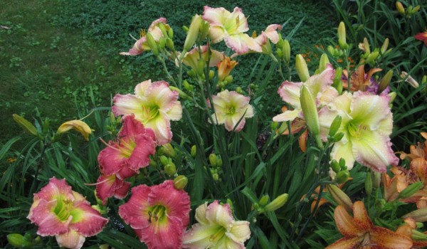 «Аптекарский огород» приглашает в путешествие по весенним ботаническим садам Великобритании