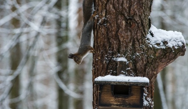 В Москве устроят фотоохоту на белок, бобров, снегирей и дятлов