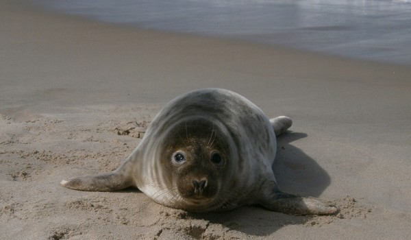 В выставочном комплексе Дарвиновского музея пройдут Дни российских заповедников