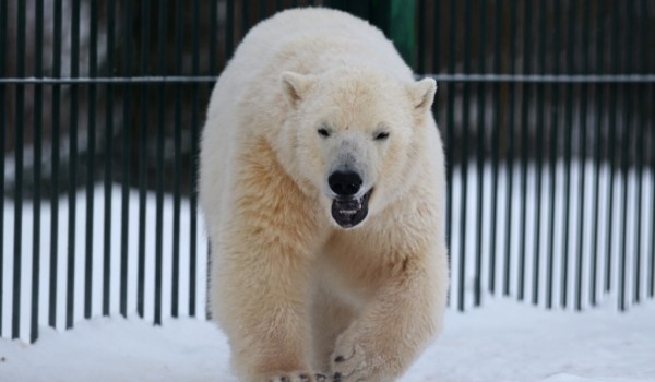 Медведица из Московского зоопарка переехала в Ганновер