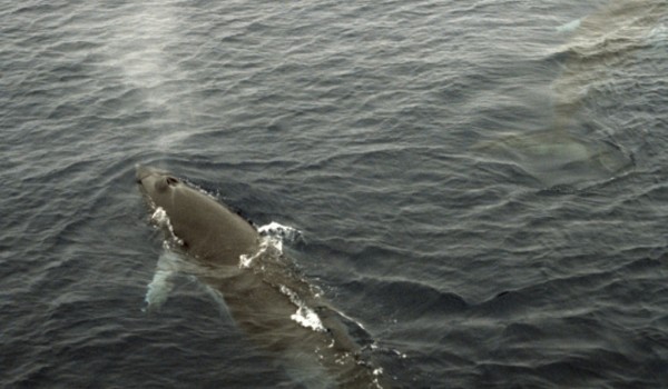В парке «Кузьминки-Люблино» отметят День кита
