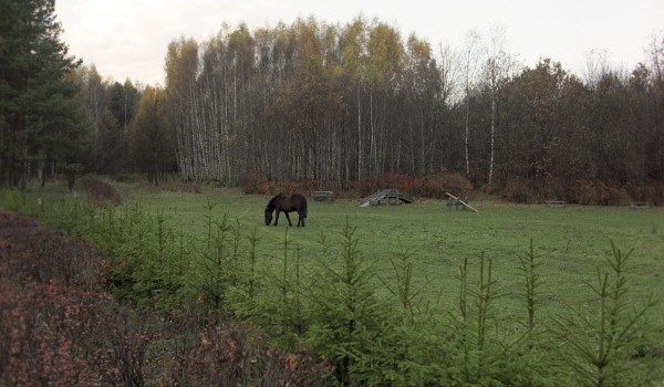 В Москве в июне откроется центр реабилитации животных в национальном парке «Лосиный остров»