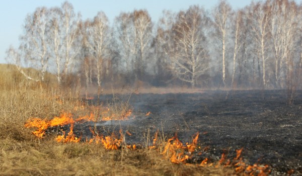 С апреля на природных территориях столицы начнет действовать противопожарный режим