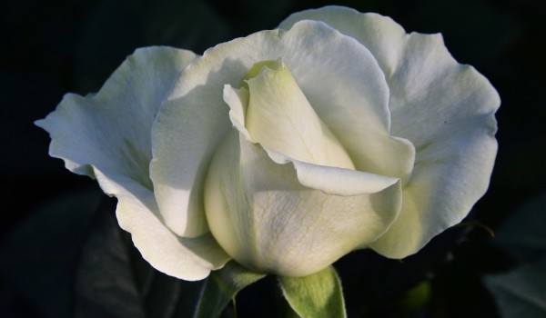 В «Лужниках» высадят 6 тысяч роз