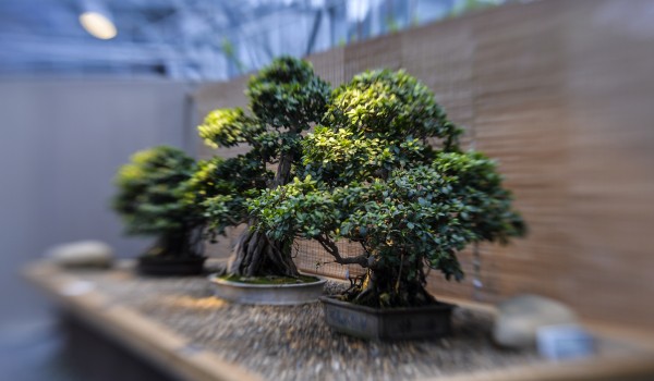 В мае в «Аптекарском огороде» откроется выставка «Бонсай - миниатюрные пейзажи из живых российских деревьев»
