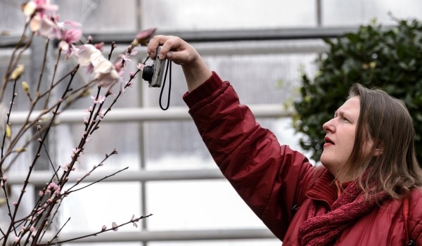 В «Аптекарском огороде» расцвели степной миндаль, черемуха и японская сакура