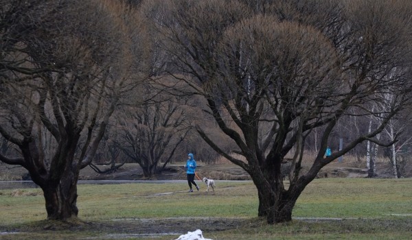 В столичных парках провели обработку против клещей