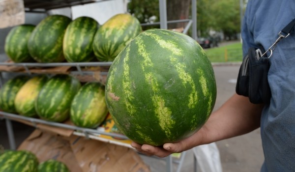 300 точек торговли бахчевыми в Москве разыграны на аукционах