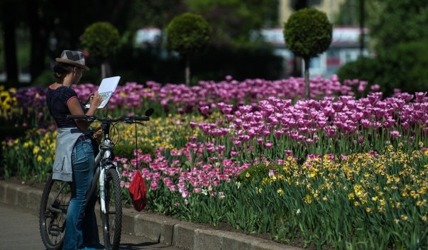 Специалисты приступили к восстановлению сквера  напротив здания главного корпуса РГАУ-МСХА им. К.Тимирязева