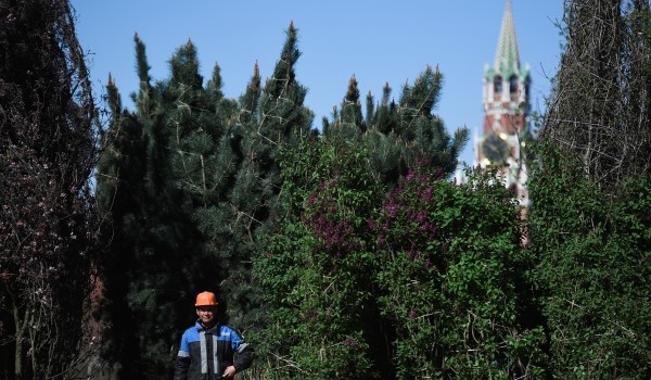 В «Зарядье» в зоне северных ландшафтов начали размещать карельские валуны с мхом 