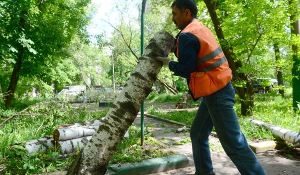 Около 400 поваленных ветром деревьев вывезли с зон отдыха у воды в столице при подготовки к летнему сезону