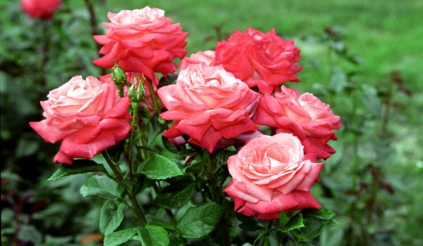 В парке «Музеон» прошла презентация нового сорта розы «Москва»