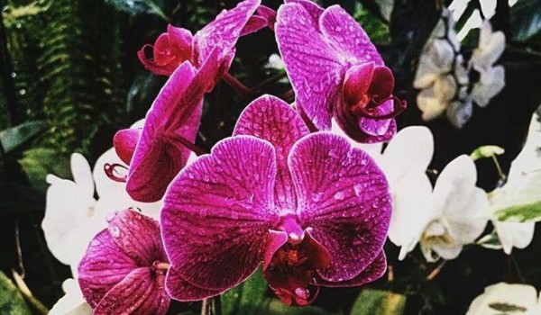 Искусству парфюмерии бесплатно научат 2 июля в "Аптекарском огороде"