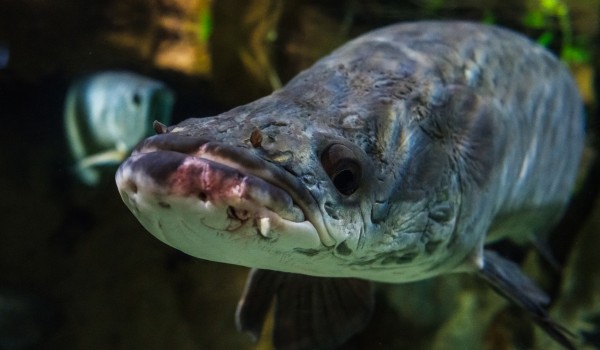 На выставке в Дарвиновском музее представят работы подводных фотографов со всего мира