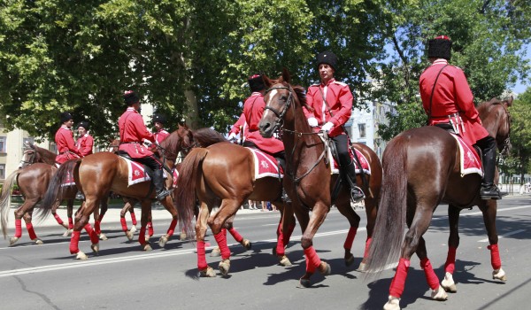 На «Русском поле» чемпионы джигитовки покажут специальную программу на лошадях донской породы