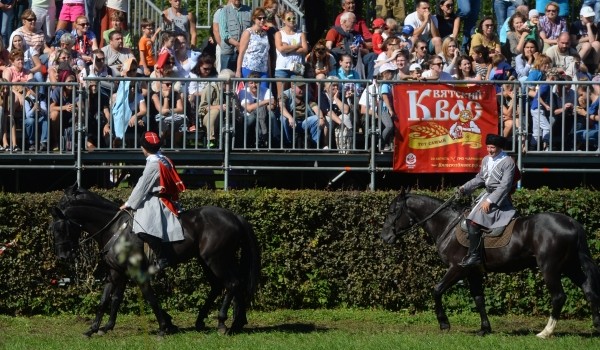 Фестиваль «Русское поле - 2017» привлечет внимание к находящейся на грани исчезновения донской породе лошадей
