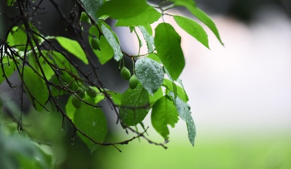 В Москве планируется ужесточить ответственность за порчу зеленых насаждений