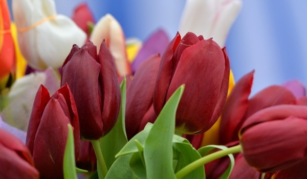 Определился поставщик 12 млн луковиц тюльпанов для оформления цветников Москвы