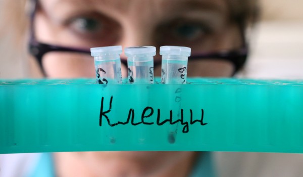 С начала сезона от укусов клещей пострадало более 10,5 тысяч человек