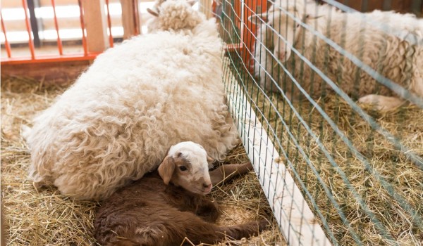 Посетители ВДНХ смогут поухаживать за животными в «Трогательном театре»