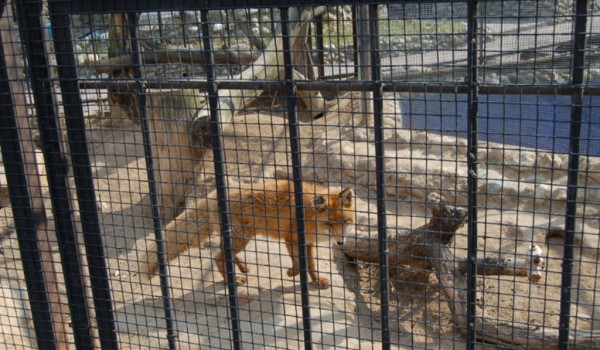 Мосгосстройнадзор оформил разрешение на реконструкцию Детского зоопарка на территории Московского зоопарка