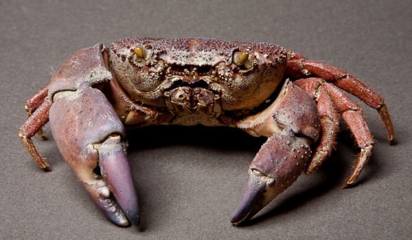 В Дарвиновском музее пройдет ежегодная Всероссийская акция «Ночь искусств»