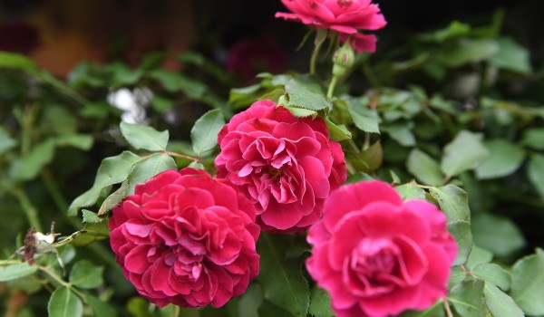 Биологический музей открывает  осенний цикл лекций о селекции роз