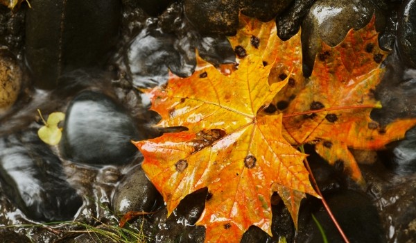 Облачная погода, дожди и до 5 градусов тепла ожидается в столичном регионе 31 октября