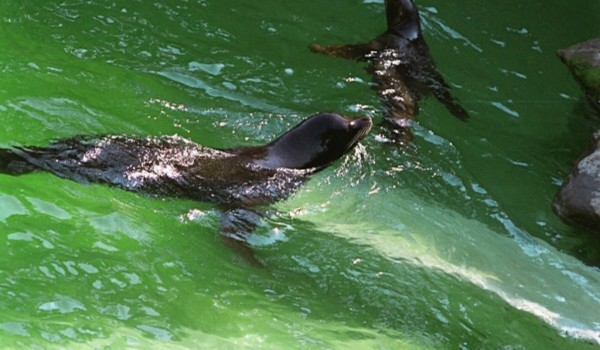 Павильон для ластоногих в Московском зоопарке реконструируют