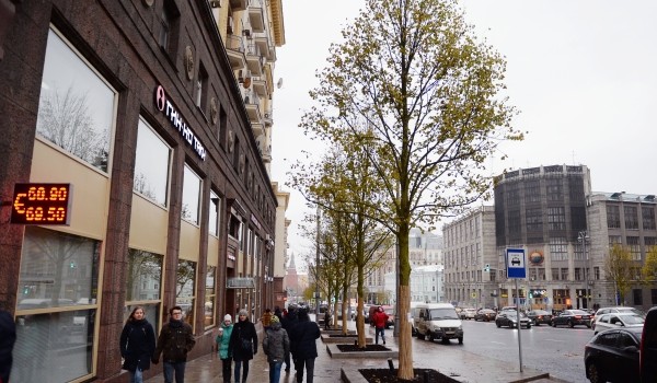 В Москве посадят двухтысячное дерево в рамках благоустройства улиц