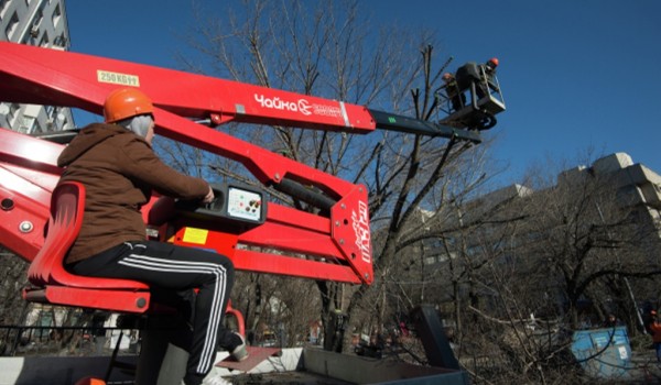 Декоративная обрезка растущих вдоль трасс деревьев началась в Москве