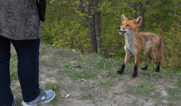 В Москве зафиксировано увеличение количества диких лис