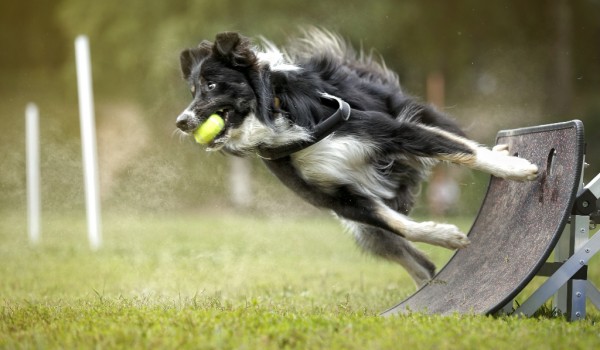 Дарвиновский музей объявил фотоконкурс «Мяч в игре!» к Чемпионату мира по футболу