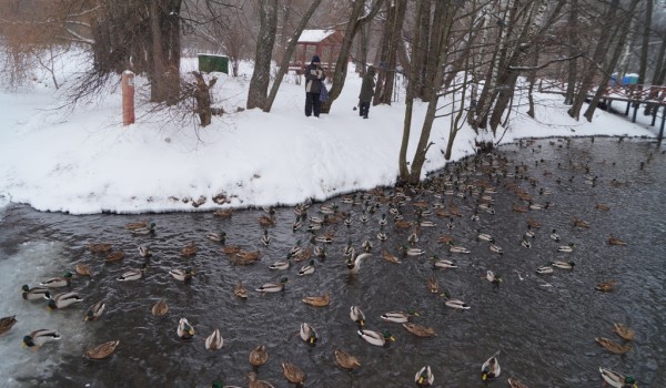 В парке «Кузьминки-Люблино» завершился зимний учет водоплавающих в рамках акции «Серая шейка-2018»