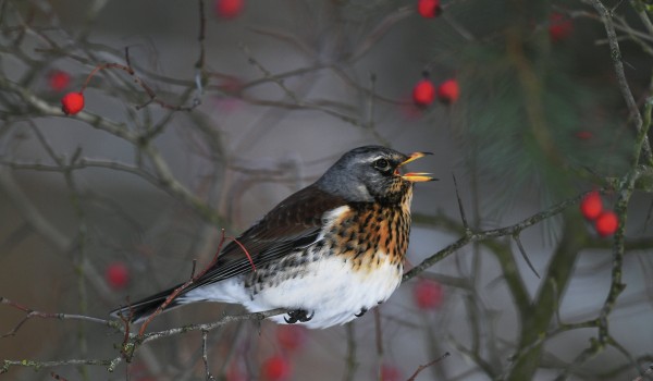 Экоцентр «Битцевский лес» проведет занятия «Следопыт»