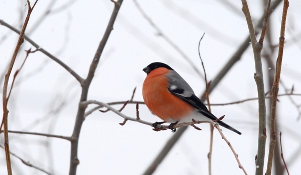 Столичные орнитологи просят горожан подкармливать птиц, оставшихся без еды из-за снежной зимы