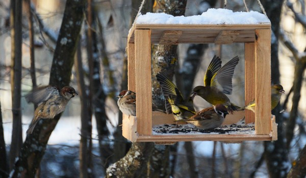 1 марта Тимирязевская академия проведет акцию «Покормите птиц зимой»