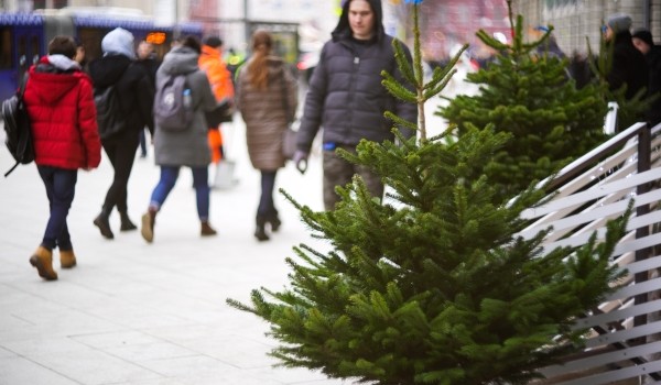 Более 7 тыс. новогодних елок москвичи сдали на утилизацию до 1 марта
