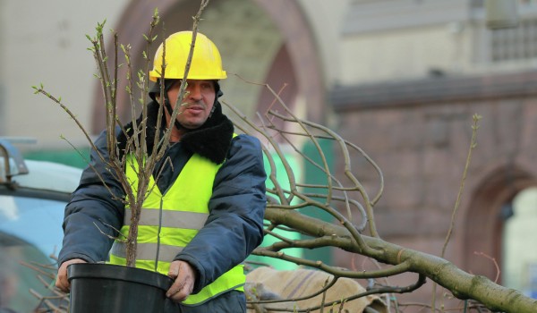 В 2017 году в Текстильщиках высадили более 1 тысячи кустарников