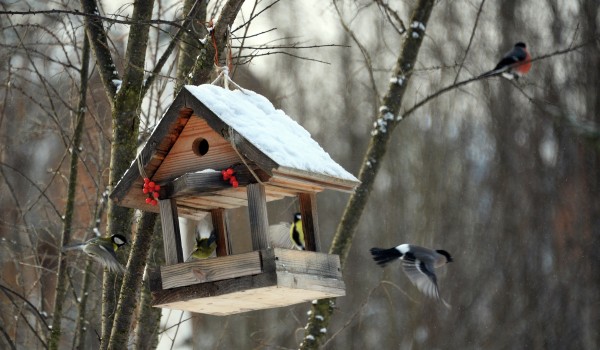Свыше 1 тыс. человек приняли участие в столичной акции «Покорми птиц зимой»