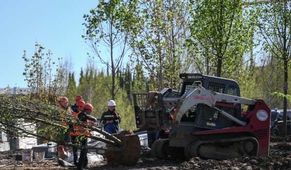 В СВАО планируется высадить порядка 13 тысяч деревьев и кустарников в 2018 году