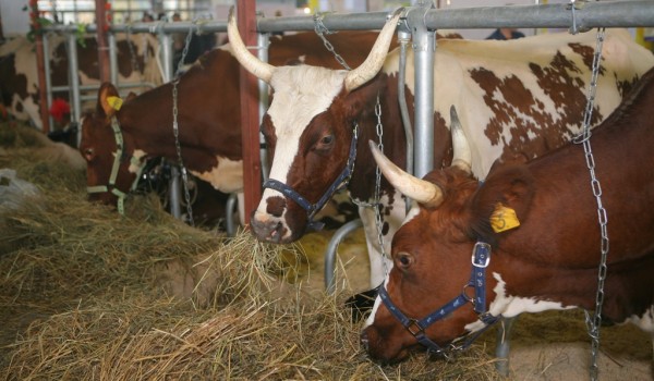 За 5 лет в ТиНАО стабилизировалась неблагоприятная ситуация по бешенству и лейкозу крупного рогатого скота