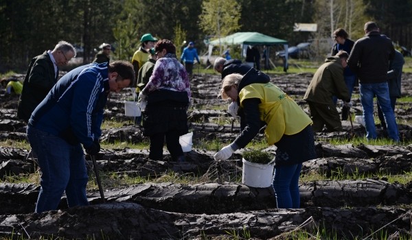 Порядка 100 деревьев и кустарников планируется высадить в Некрасовке до конца лета