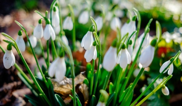Первые подснежники расцвели на природных территориях столицы
