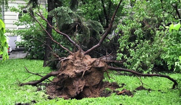 В результате сильного ветра в минувшие выходные в столице повалено порядка 900 деревьев